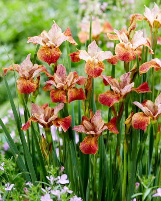 Paprikash Siberian iris, Siberian flag - large package! - 10 pcs