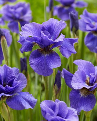 Rambunctious Siberian iris, Siberian flag - large package! - 10 pcs