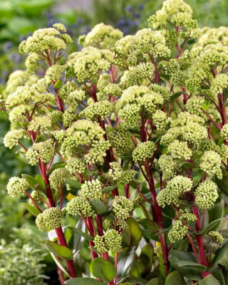 Summer Surprise orpine - Sedum - seedling; livelong, frog's-stomach, harping Johnny, life-everlasting, live-forever, midsummer-men, Orphan John, witch's moneybags
