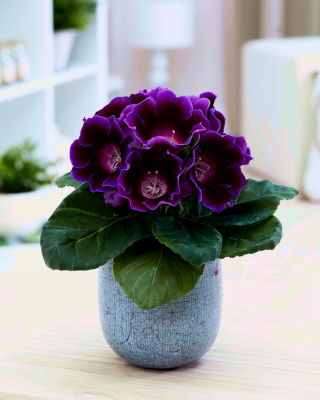 Hollywood mörklila gloxinia - stort paket! - 10 st