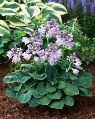 Blaue Mausohren Hosta, Spitzwegerich - Großpackung! - 10 Stk - 