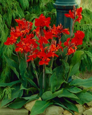 Canna Brilliant - groot pakket! - 10 stuks - 