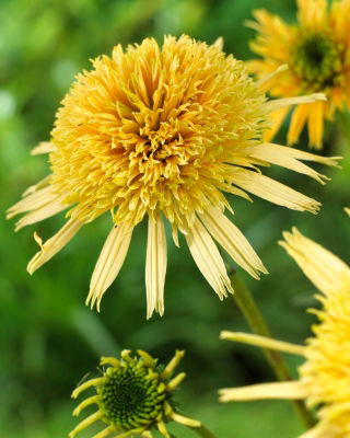 Crema al burro - coneflower viola orientale a fiore doppio - 1 pz; echinacea riccio, echinacea