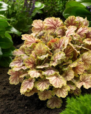 Picasso alumroot - 1 pcs; coral bells