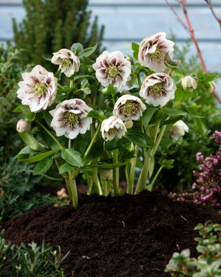 Double Ellen White Spotted Lenten rose