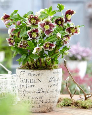 Jolie rose de careme tachetee Ellen