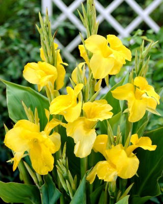 Sárga canna liliom - nagy csomag! - 10 db.