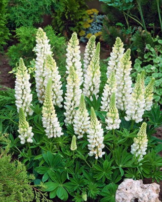 Lupinus, Lupin, Lupin White - ¡paquete grande! - 10 piezas