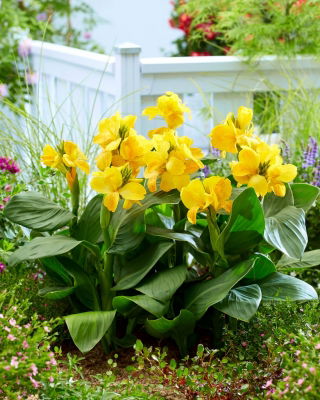 Canna Lily - Happy Emily - Großpackung! - 10 Stk - 