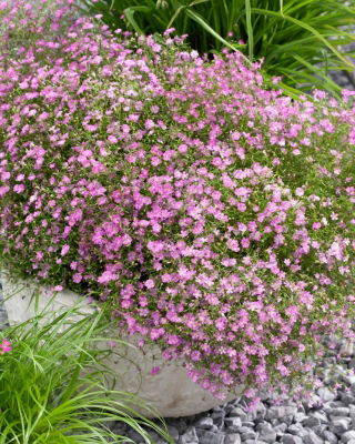 Respiro del bambino a fiori rosa - Gypsophila - set di radici - confezione grande! - 10 pezzi