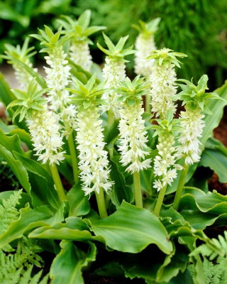 Eucomis Autumnalis - XXL pack 100 pieces