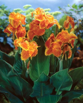 Canna Carnaval - grand paquet ! - 10 pieces