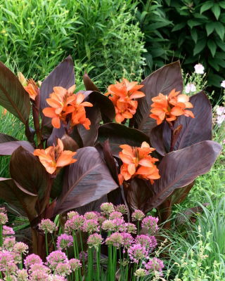 Canna lily - Happy Wilma