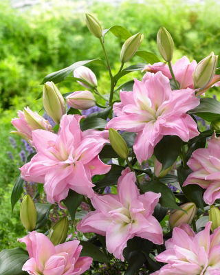 Roselily Editha Orientalische Lilie - duftend, doppelblütig - 