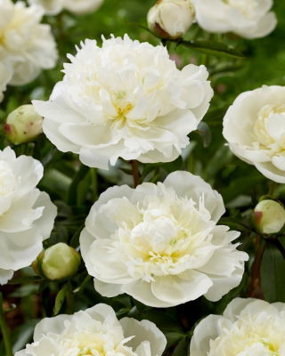 Duchesse de Nemours pion - plantor - stort paket! - 10 st - 