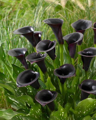 Cantor moeras aronskelk Calla - groot pakket! - 10 stuks - 