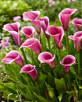 Sannah calla lily (Zantedeschia) - veliko pakiranje! - 10 kosov