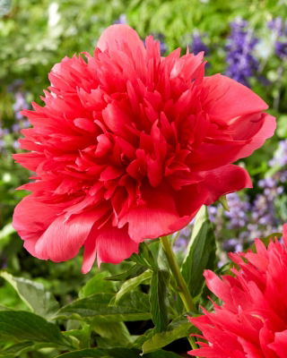 Many Happy Returns peony - seedling