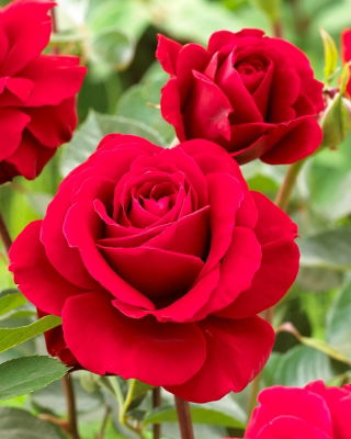 Rosier rouge multiflore (Polyantha) SANS ÉPINE - semis - 