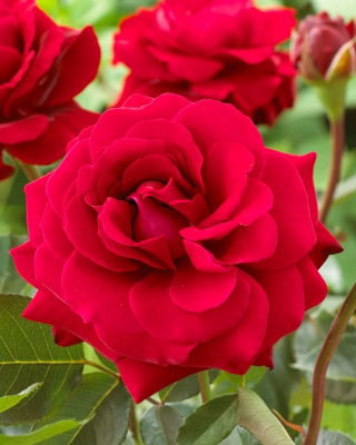 "Concerto" multiflora rose (Polyantha) - seedling