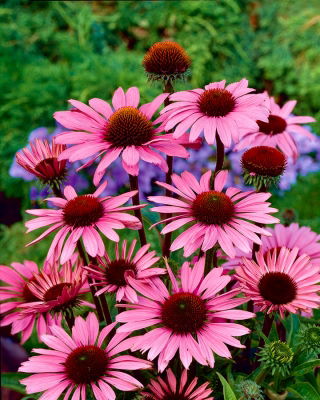 Echinacea, Coneflower Purpurea - Pack XL - 50 pcs