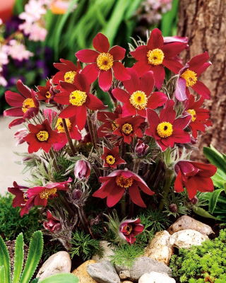 Fiore Pasque - fiori rossi - piantina; pasqueflower, fiore pasque comune, pasqueflower europeo - confezione XL - 50 pz