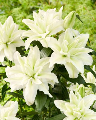 Lirio oriental doble 'Roselily Aisha' - ¡hermosa fragancia! - paquete grande! - 10 piezas