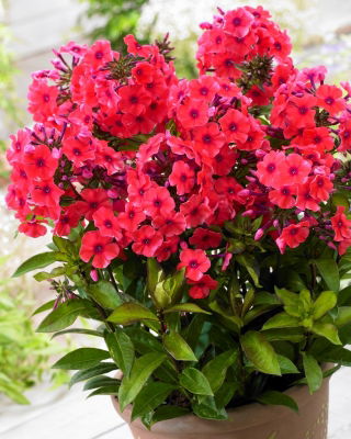 Tuinphlox (Phlox paniculata) "Tequila Sunrise" - XL pak - 50 stuks - 