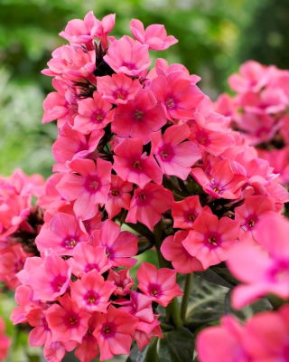 Phlox Windsor - groot pakket! - 10 stuks - 
