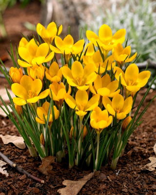 Dorothy crocus - XXL pack 100 pcs
