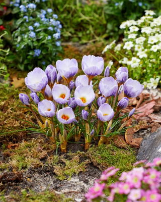 Crocus marlin bleu - 10 pieces