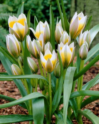Tulipan Little Star - 5 kom