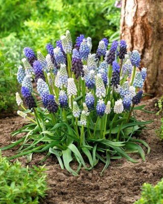 Selezione di giacinto d'uva - Muscari Mix - Confezione XXL 100 pz
