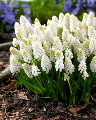 Giacinto d'uva White Magic - Confezione XXXL - 500 pz