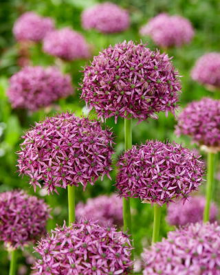 Firmament ornamental onion