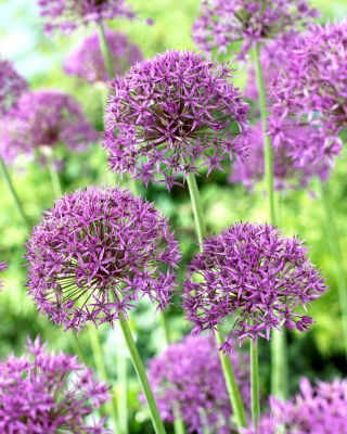 Violet Beauty dekoratiivsibul - 3 tk