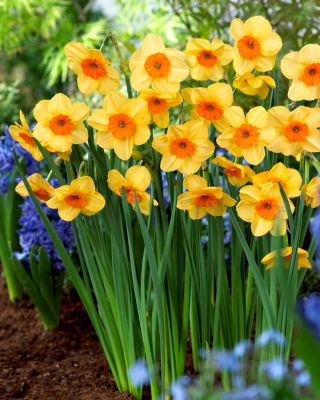 Kedron daffodil - XL pack - 50 pcs