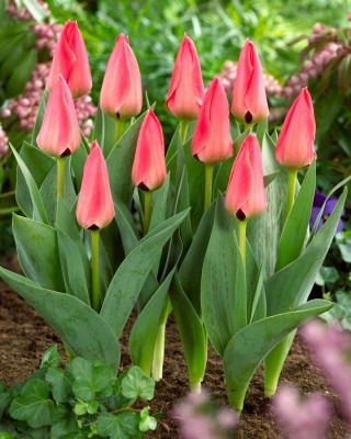 Tulipano Adele Duttweiler - 5 pz
