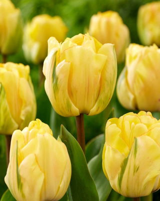 Akebono tulip - XXXL pack  250 pcs