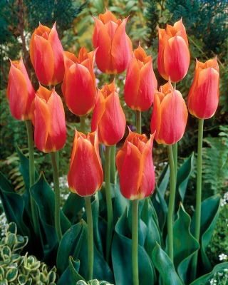 Big Brother tulip - XXXL pack  250 pcs