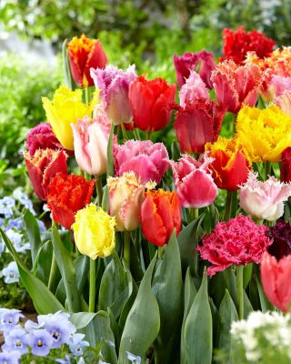 Fringed tulip selection - Fringed mix - 5 pcs