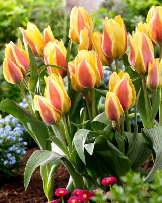 Gradski cvijet tulipan - 5 kom