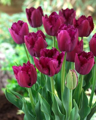 Tulipano Ricci Sue - 5 pz
