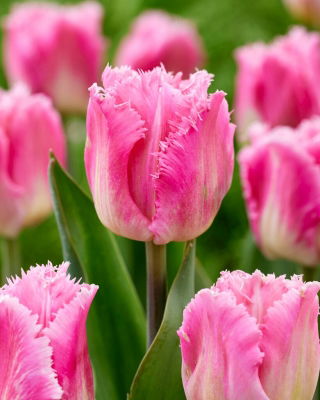 Dallas tulip - XL pack - 50 pcs
