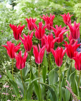 Doll's Minuet tulip - 5 pcs