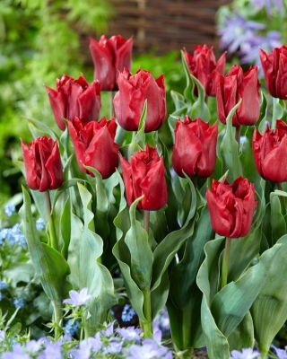 Tulipe Robinho - 5 pieces