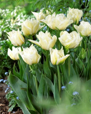 Global Desire tulip - 5 pcs