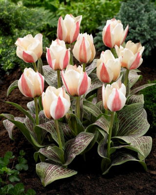 Tulipán Alta Costura - Pack XL - 50 uds.