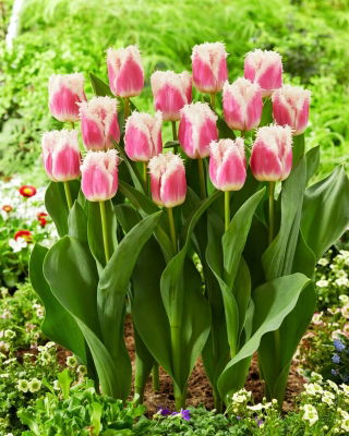 Hawaii-Tulpe - 5 Stk - 