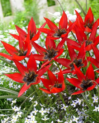 Tulipano Lizzy - 5 pz
